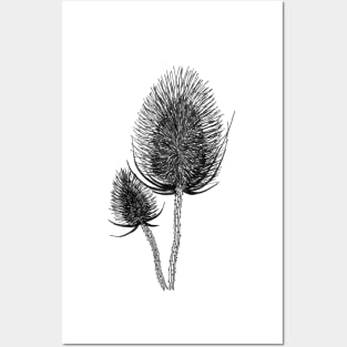 Hand Drawn Dry Thistle Posters and Art